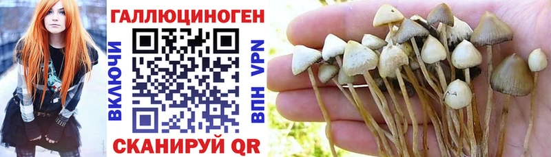 Галлюциногенные грибы Psilocybe  Приморск 